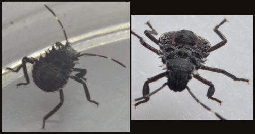 Halyomorpha halys